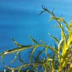 Lepidium pseudotasmanicum at suppressed - suppressed