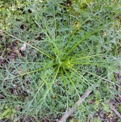 Lepidium pseudotasmanicum at suppressed - suppressed