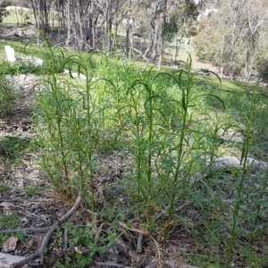 Lepidium pseudotasmanicum at suppressed - suppressed