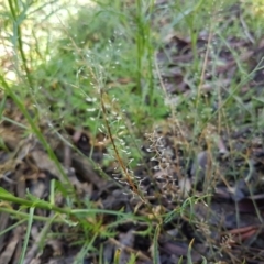 Lepidium pseudotasmanicum at suppressed - suppressed