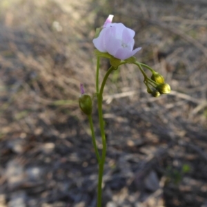 Drosera auriculata at Yass River, NSW - 2 Oct 2020