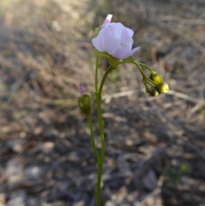 Drosera auriculata (Tall Sundew) at Rugosa - 2 Oct 2020 by SenexRugosus