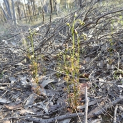 Drosera auriculata at Yass River, NSW - 2 Oct 2020