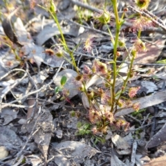 Drosera auriculata at Yass River, NSW - 2 Oct 2020 04:18 PM