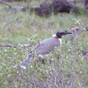 Philemon corniculatus at Yass River, NSW - 2 Oct 2020