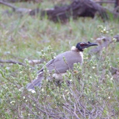 Philemon corniculatus (Noisy Friarbird) at Yass River, NSW - 2 Oct 2020 by SenexRugosus