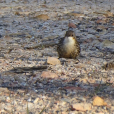 Cormobates leucophaea (White-throated Treecreeper) at Rugosa - 2 Oct 2020 by SenexRugosus