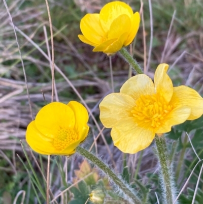 Ranunculus graniticola (Granite Buttercup) at Burra, NSW - 25 Sep 2020 by Safarigirl