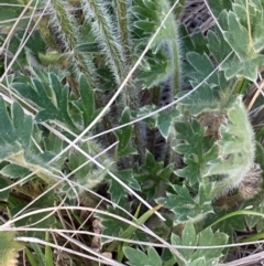 Ranunculus graniticola at Burra, NSW - 25 Sep 2020