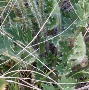 Ranunculus graniticola at Burra, NSW - 25 Sep 2020