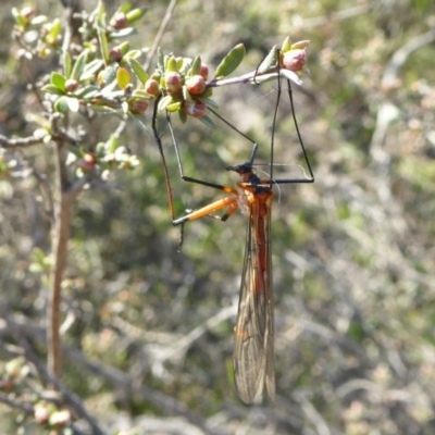 Harpobittacus australis (Hangingfly) at Yass River, NSW - 3 Oct 2020 by SenexRugosus
