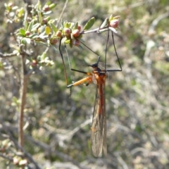 Harpobittacus australis (Hangingfly) at Yass River, NSW - 3 Oct 2020 by SenexRugosus