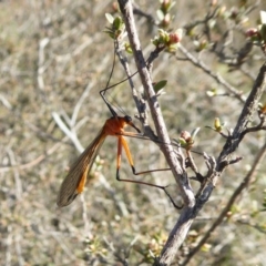 Harpobittacus australis at Yass River, NSW - 3 Oct 2020