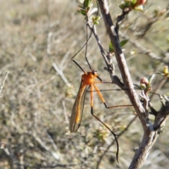 Harpobittacus australis at Yass River, NSW - 3 Oct 2020