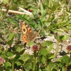 Junonia villida (Meadow Argus) at Fadden, ACT - 3 Oct 2020 by RodDeb