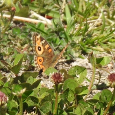 Junonia villida (Meadow Argus) at Fadden, ACT - 3 Oct 2020 by RodDeb