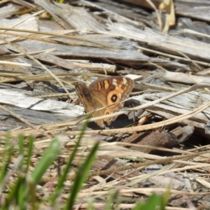 Junonia villida at Fadden, ACT - 3 Oct 2020