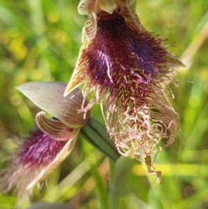 Calochilus robertsonii at West Albury, NSW - suppressed