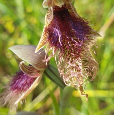 Calochilus robertsonii (Beard Orchid) at Albury - 26 Sep 2020 by ClaireSee