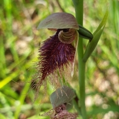 Calochilus robertsonii at West Albury, NSW - suppressed