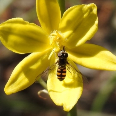 Melangyna viridiceps (Hover fly) at Fadden, ACT - 3 Oct 2020 by RodDeb