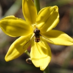 Melangyna viridiceps at Fadden, ACT - 3 Oct 2020