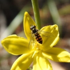 Melangyna viridiceps at Fadden, ACT - 3 Oct 2020 01:01 PM