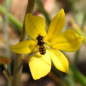 Melangyna viridiceps at Fadden, ACT - 3 Oct 2020 01:01 PM