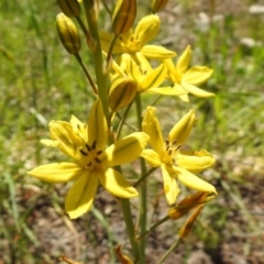 Bulbine bulbosa (Golden Lily) at Fadden, ACT - 3 Oct 2020 by RodDeb