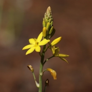 Bulbine bulbosa at Fadden, ACT - 3 Oct 2020 12:59 PM