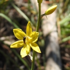 Bulbine bulbosa at Fadden, ACT - 3 Oct 2020 12:59 PM