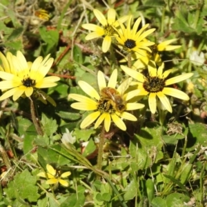 Arctotheca calendula at Fadden, ACT - 3 Oct 2020 02:00 PM