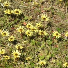 Arctotheca calendula at Fadden, ACT - 3 Oct 2020 02:00 PM