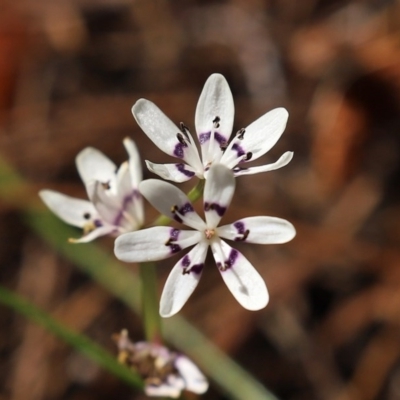 Wurmbea dioica subsp. dioica (Early Nancy) at Fadden, ACT - 3 Oct 2020 by RodDeb