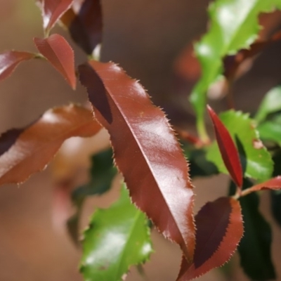 Photinia serratifolia (Chinese Photinia) at Fadden, ACT - 3 Oct 2020 by RodDeb