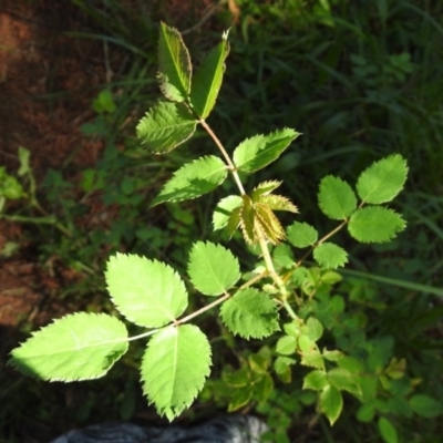 Rosa sp. (A Wild Rose) at Fadden, ACT - 3 Oct 2020 by RodDeb