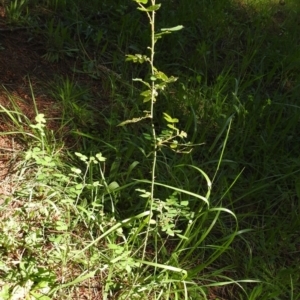 Rosa sp. at Fadden, ACT - 3 Oct 2020