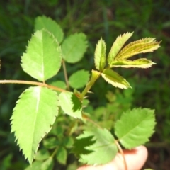 Rosa sp. at Fadden, ACT - 3 Oct 2020