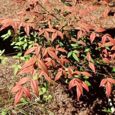 Nandina domestica (Sacred Bamboo) at Fadden, ACT - 3 Oct 2020 by RodDeb