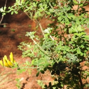 Genista monspessulana at Fadden, ACT - 3 Oct 2020 01:42 PM