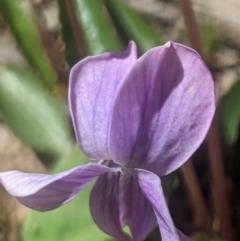 Viola betonicifolia (Mountain Violet) at Lake George, NSW - 3 Oct 2020 by MPennay