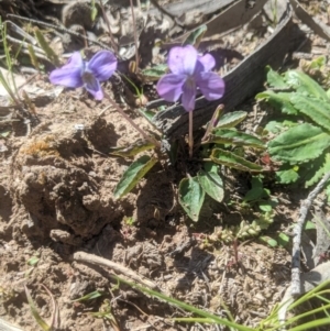 Viola betonicifolia at Lake George, NSW - 3 Oct 2020