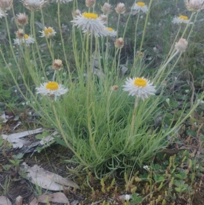 Leucochrysum albicans subsp. tricolor (Hoary Sunray) at Umbagong District Park - 3 Oct 2020 by Coggo