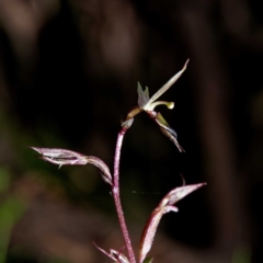 Acianthus exsertus (Large Mosquito Orchid) at Tidbinbilla Nature Reserve - 16 Jun 2020 by DPRees125