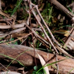 Acianthus exsertus at Paddys River, ACT - 16 Jun 2020