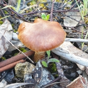 Laccaria sp. at Cook, ACT - 29 Sep 2020