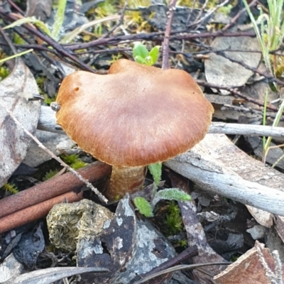 Laccaria sp. (Laccaria) at Mount Painter - 28 Sep 2020 by drakes