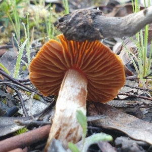 Laccaria sp. at Cook, ACT - 29 Sep 2020