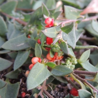 Einadia nutans (Climbing Saltbush) at Melrose - 30 May 2020 by michaelb