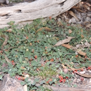 Einadia nutans at Chisholm, ACT - 30 May 2020